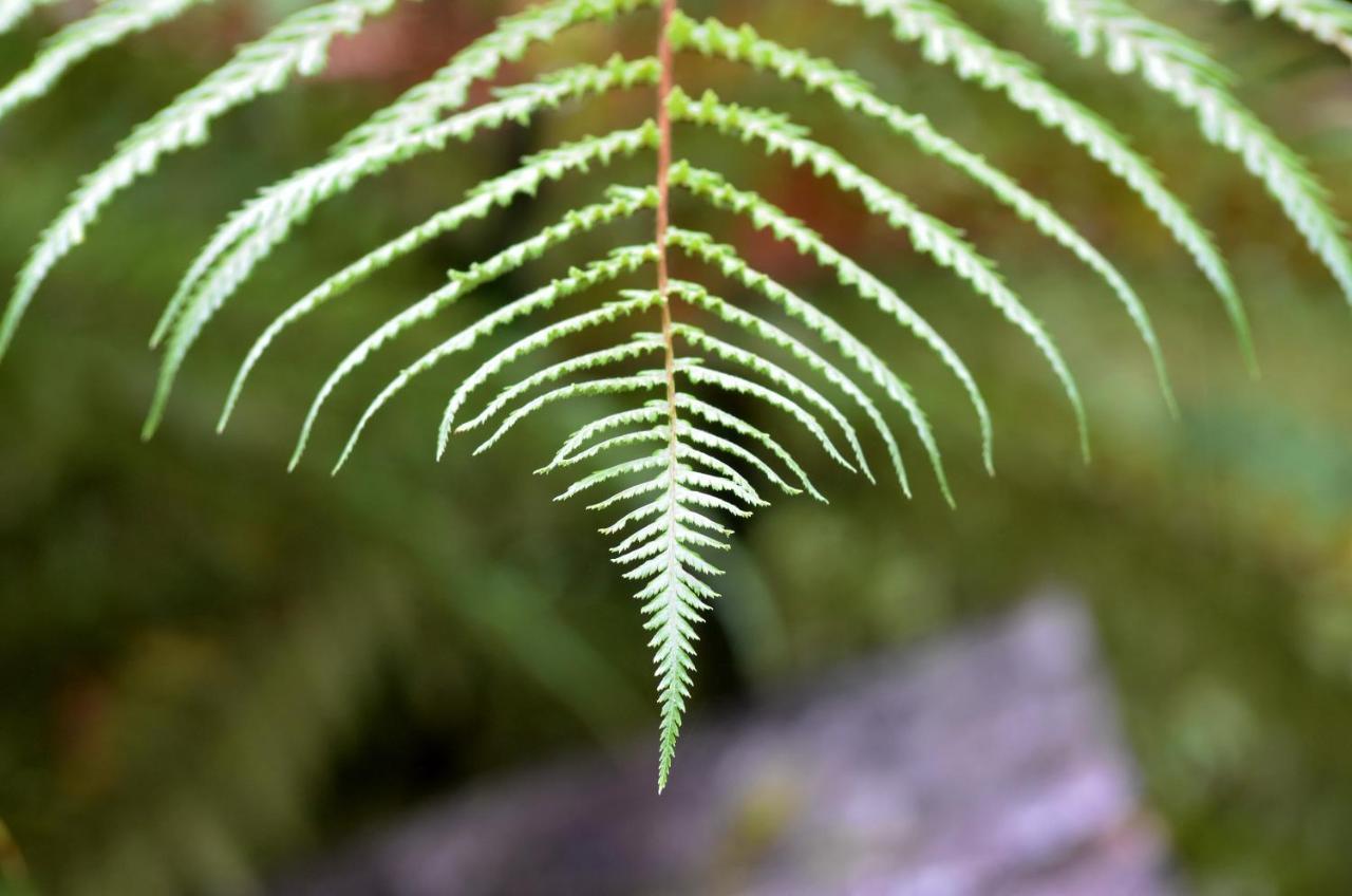 Rainforest Deluxe Franz Josef Buitenkant foto