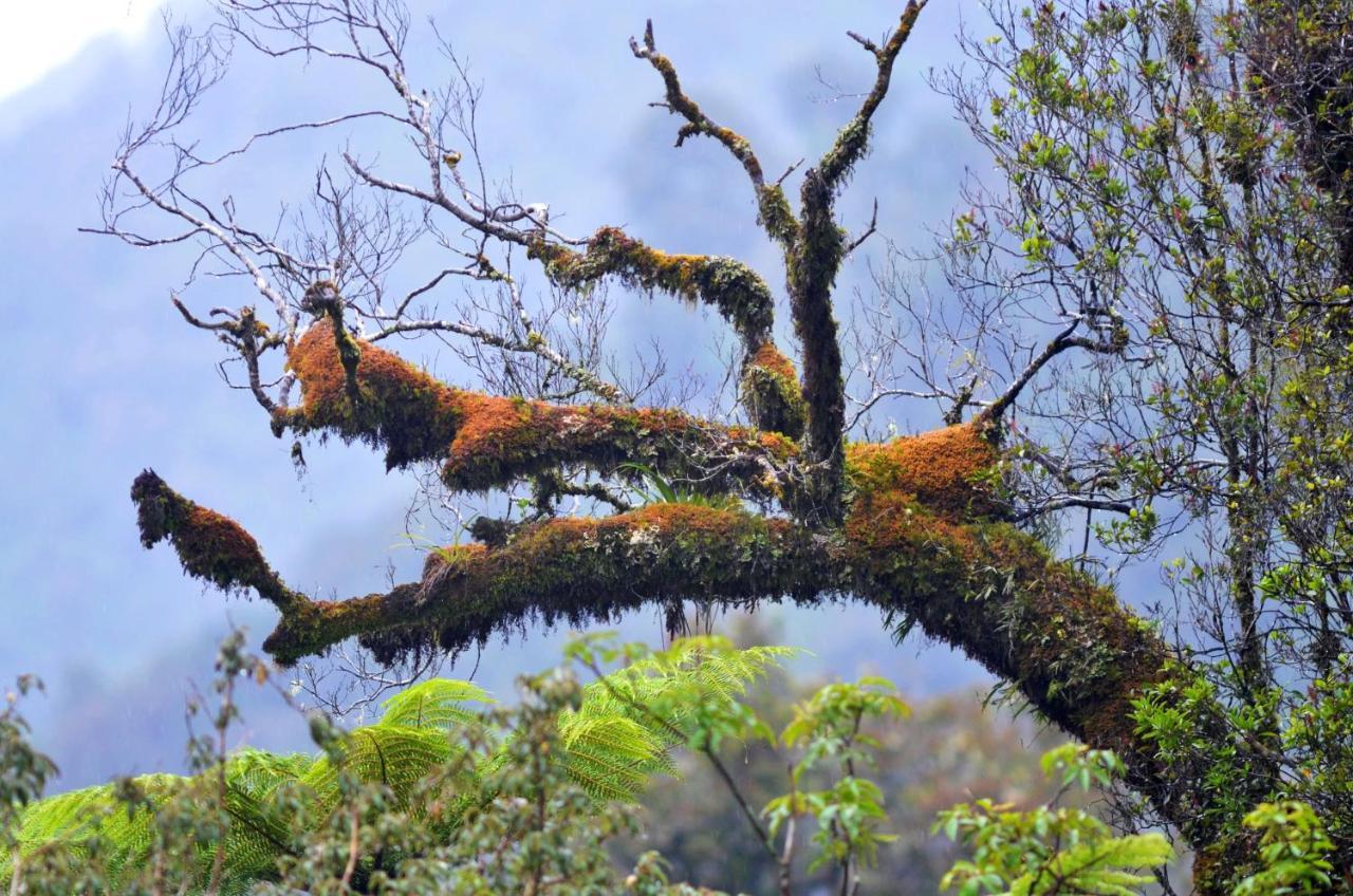 Rainforest Deluxe Franz Josef Buitenkant foto